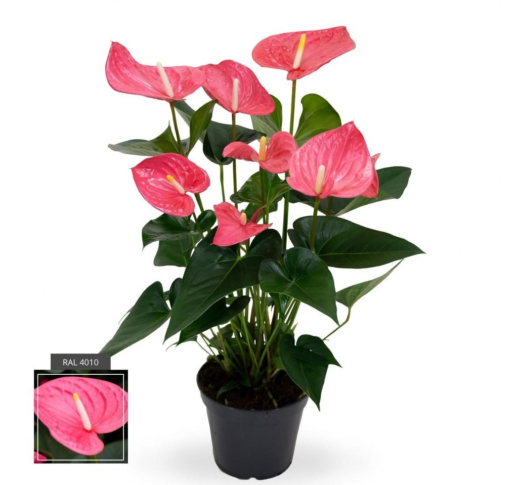 Anthurium
