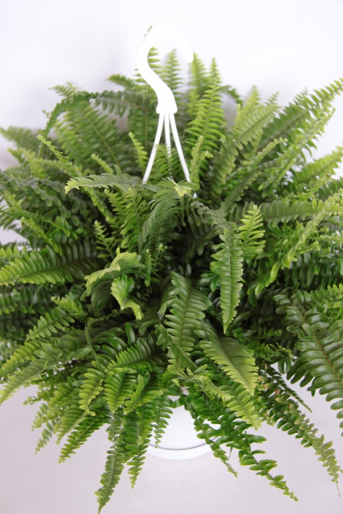 Nephrolepis exaltata 'Green Lady'