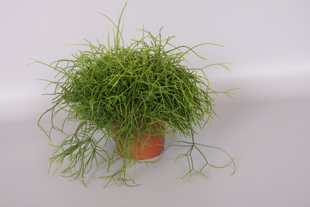 Rhipsalis cassutha