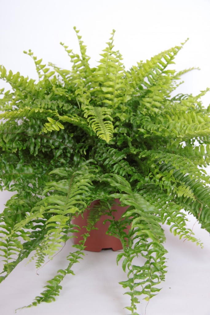 Nephrolepis exaltata 'Boston'