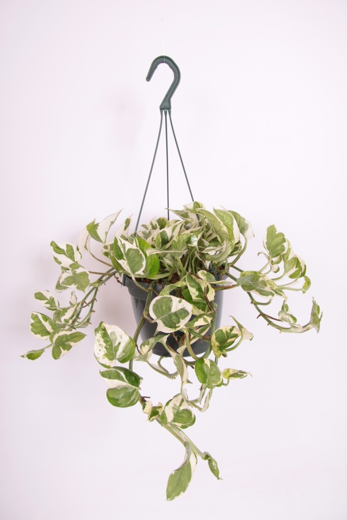 Scindapsus 'Joy'