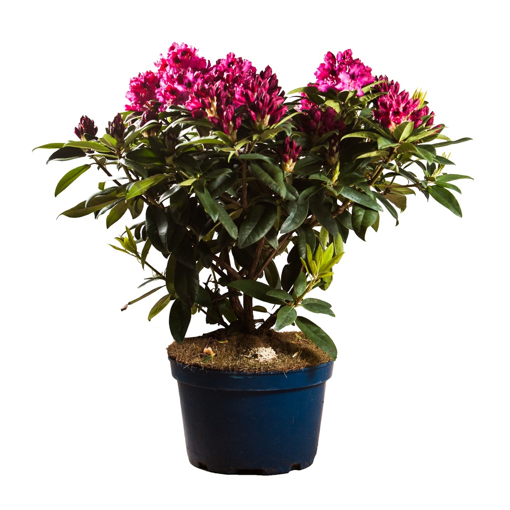 Rhododendron