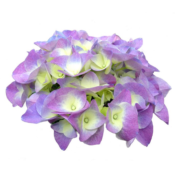 Hydrangea macrophylla 'Berlin Bleu'®