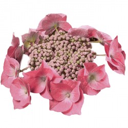 Hydrangea macrophylla 'Teller Blaumeise' ROSE