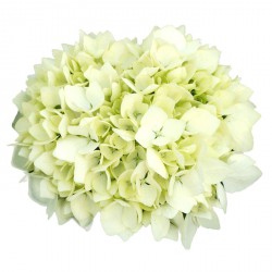 Hydrangea macrophylla 'Sœur Thérèse'
