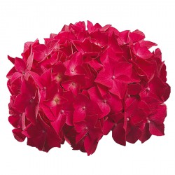Hydrangea macrophylla 'Leuchtfeuer'