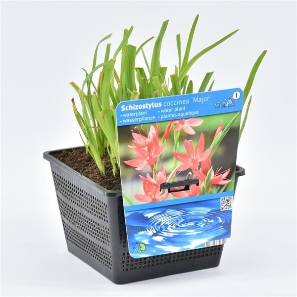 Schizostylis coccinea