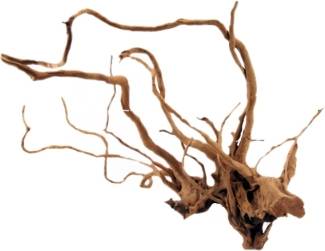 Racine araignée 20-60cm