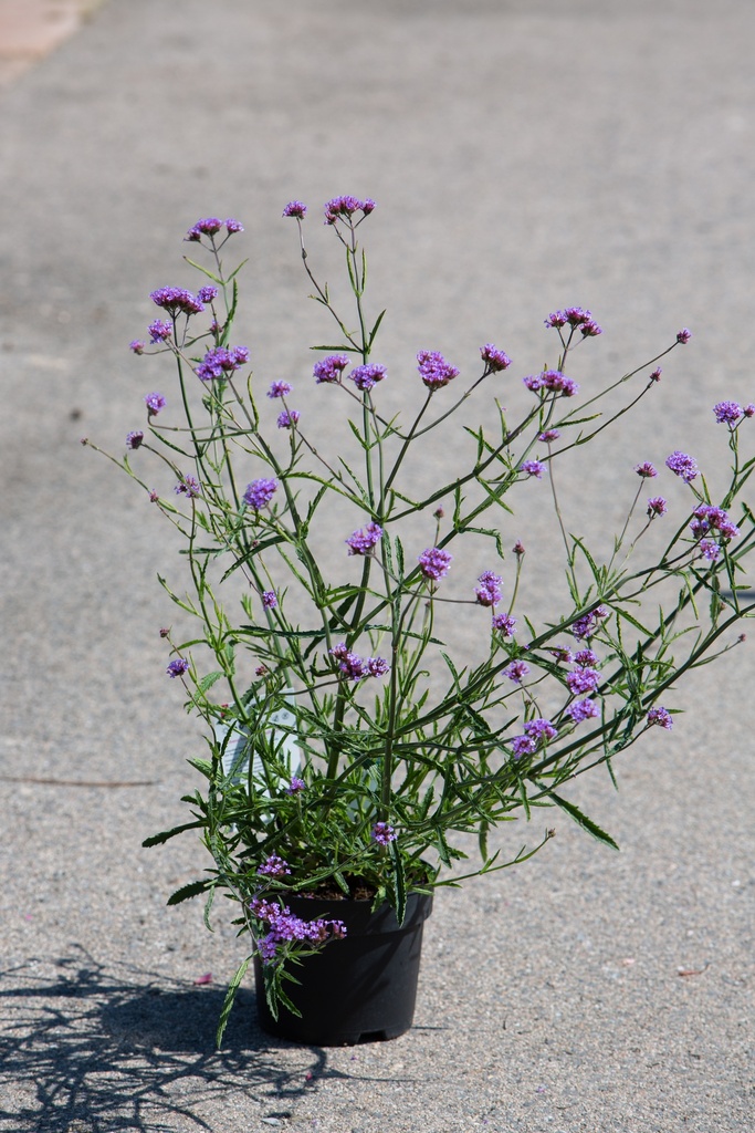 Verbena bonariensis 'Lollipop'