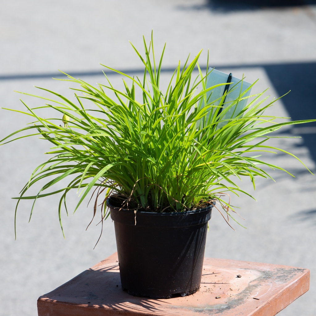 Hemerocallis 'Stella de Oro'