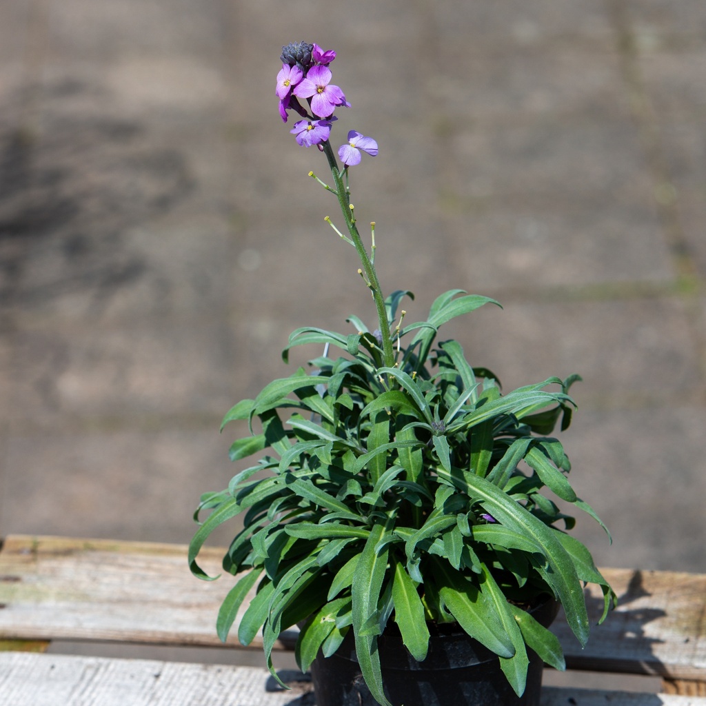 Erysimum 'Bowles Mauve'