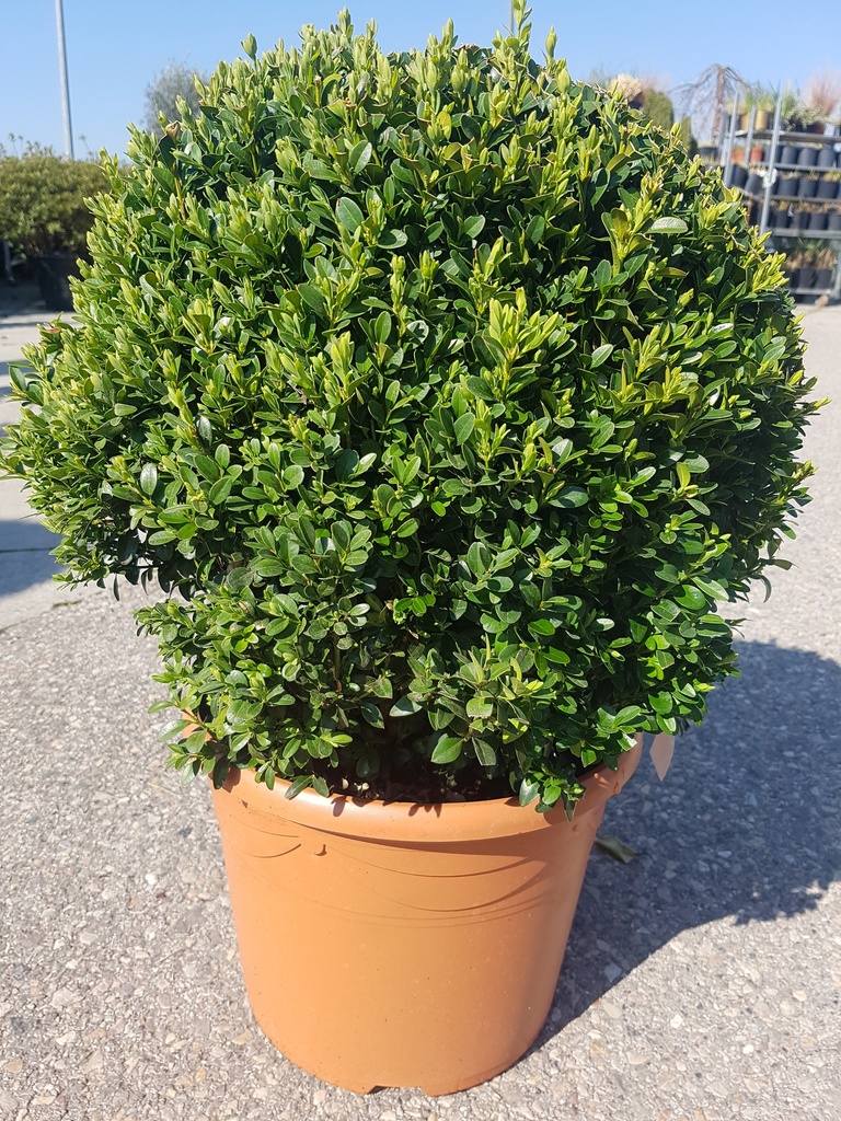 Buxus sempervirens