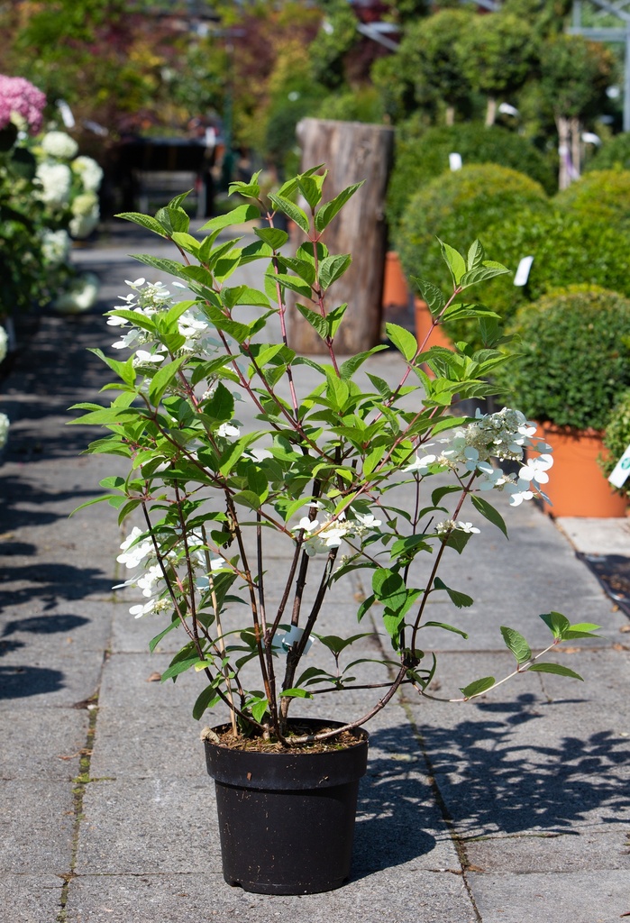 Hydrangea paniculata 'Wim's Red'©