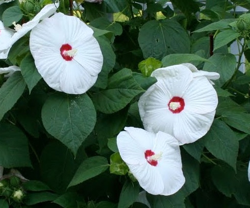 Hibiscus moscheutos 'Old Yella'