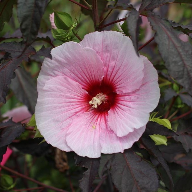 Hibiscus moscheutos 'Summer Storm'