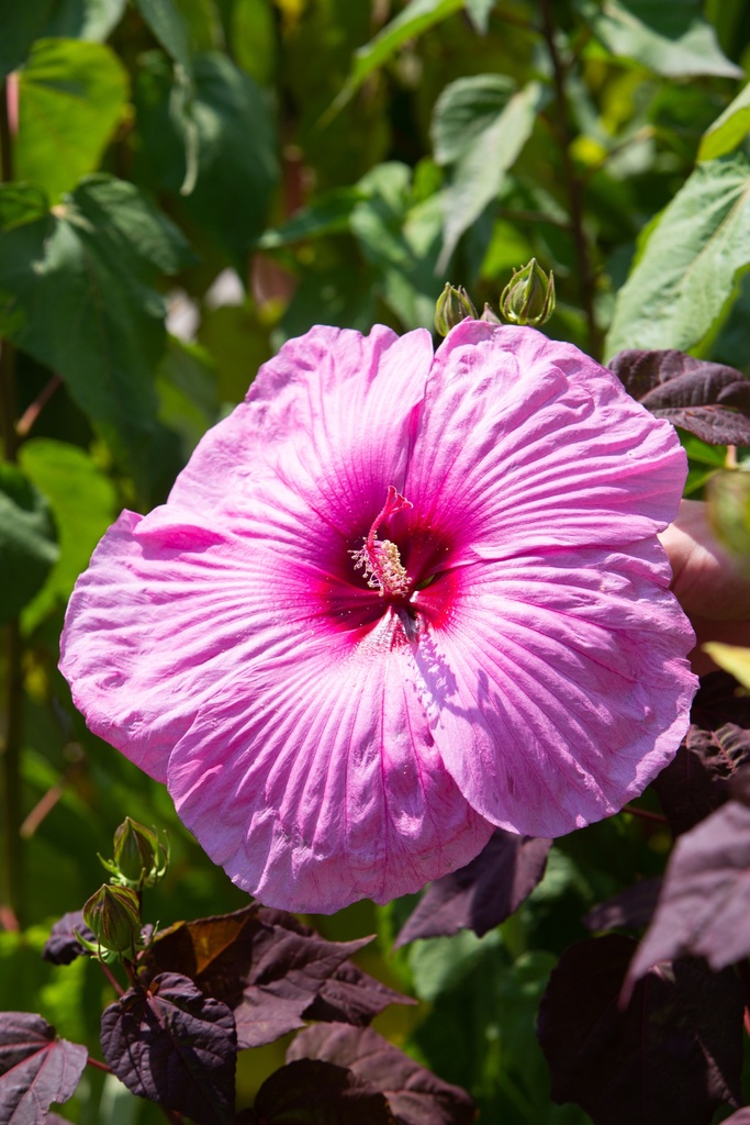 Hibiscus moscheutos 'Royal Gem'