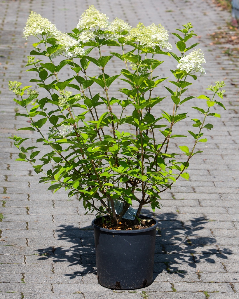 Hydrangea paniculata 'Limelight'