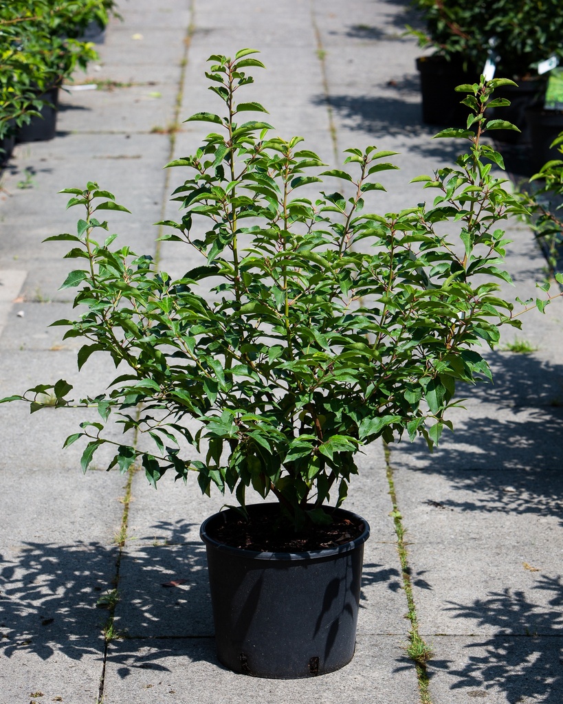 Prunus lusitanica 'Angustifolia'