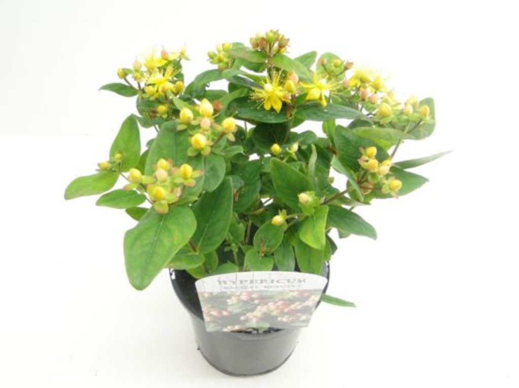Hypericum x inodorum 'Magical Beauty'