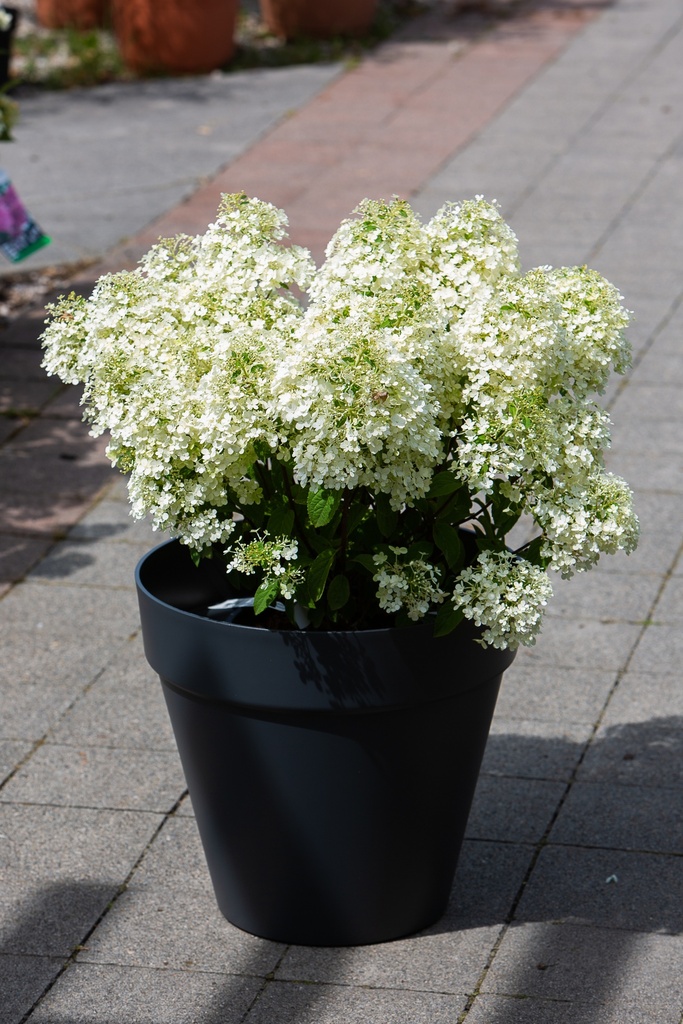 Hydrangea paniculata 'Bobo'©