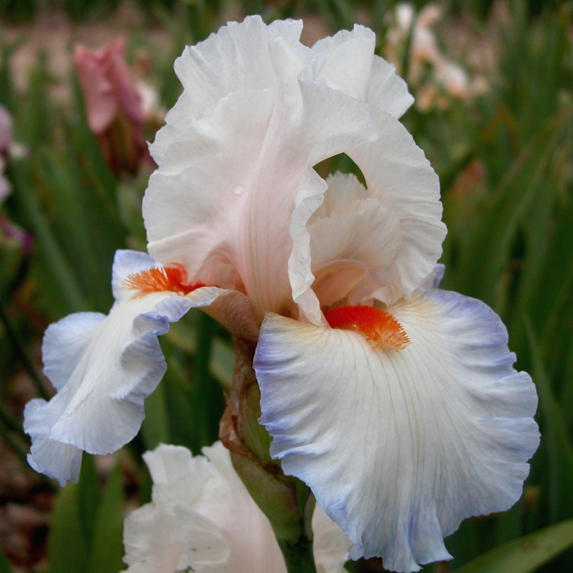 Iris germanica 'Romance'