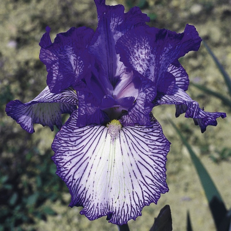 Iris germanica 'Autumn Circus'