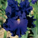 Iris germanica 'Blue Suede Shoes'