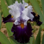 Iris germanica 'Piste Noire'
