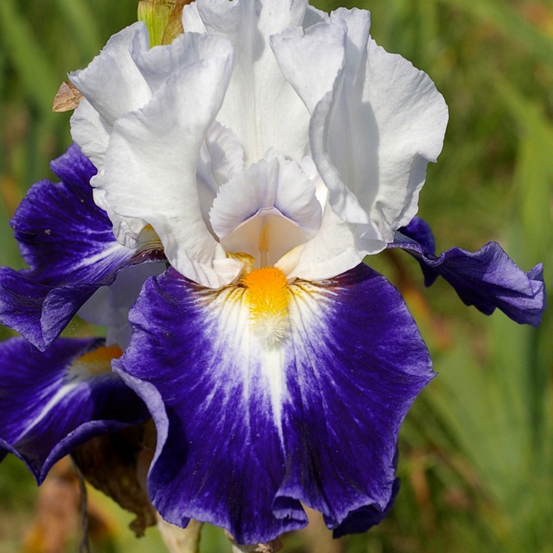 Iris germanica 'Quelle Classe'