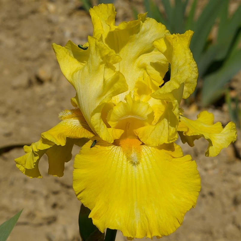 Iris germanica 'Golden Immortal'