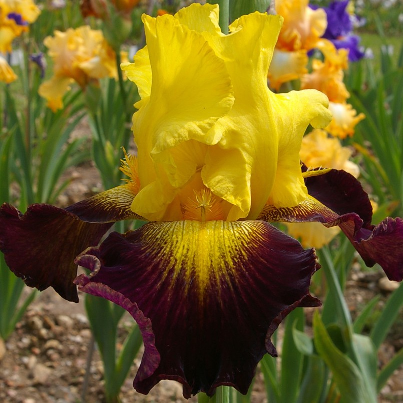 Iris germanica 'Grenade'