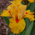 Iris germanica 'Jus de Pomme'