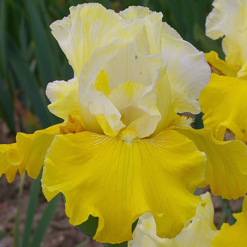 Iris germanica 'Lune et Soleil'