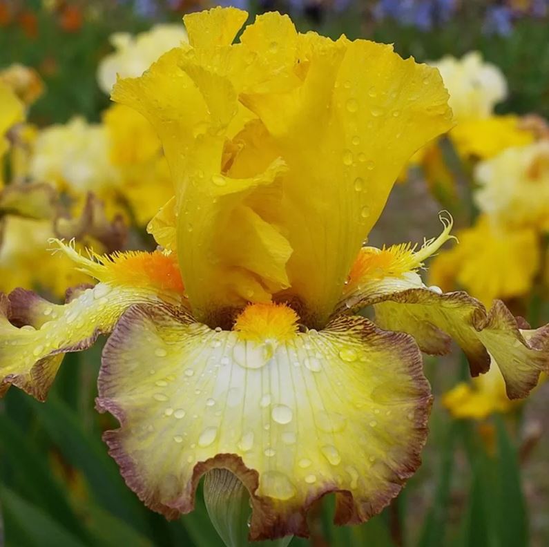 Iris germanica 'Macaron'