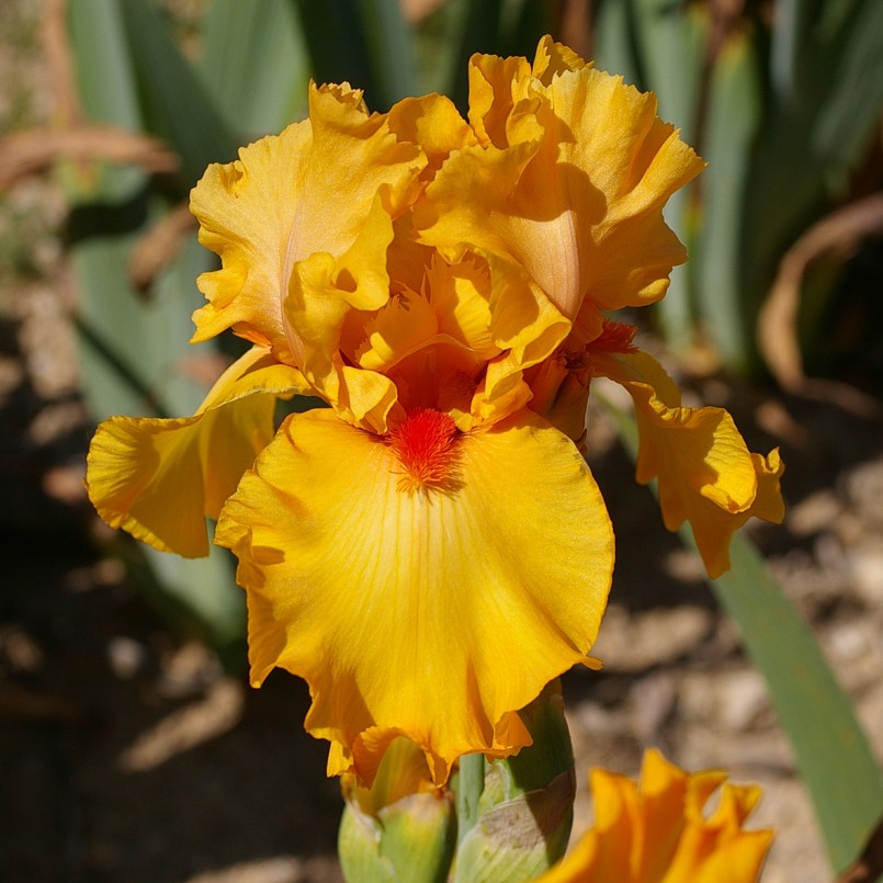 Iris germanica 'Cidre Doux'