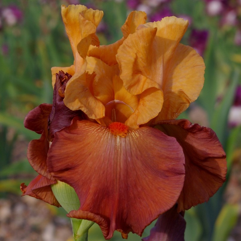 Iris germanica 'Lovely Senorita'