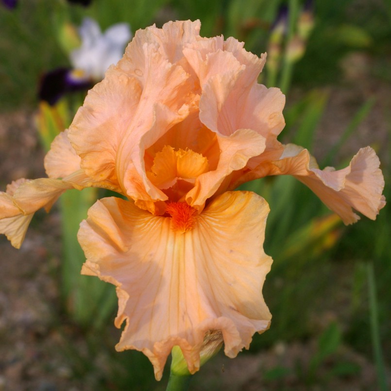 Iris germanica 'Rose de la Vallée'
