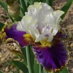 Iris germanica 'Dietmar Brixy'