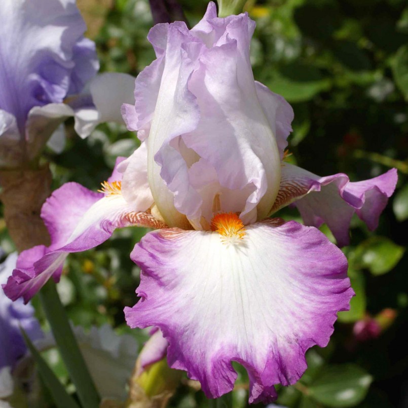 Iris germanica 'Ravissant'