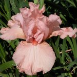 Iris germanica 'Succès Fou'