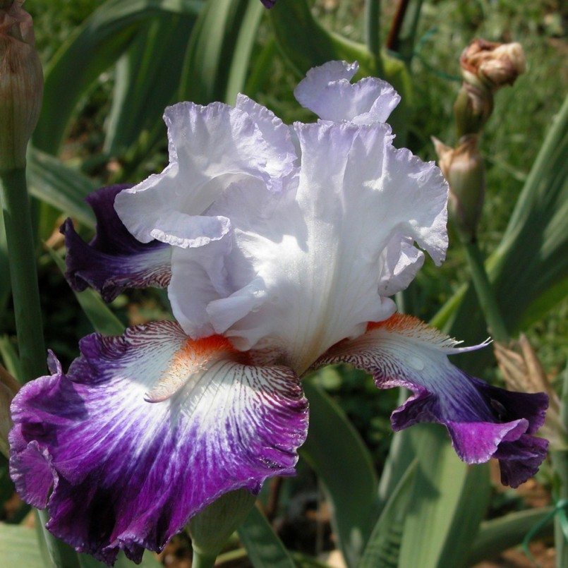 Iris germanica 'Aurélie'