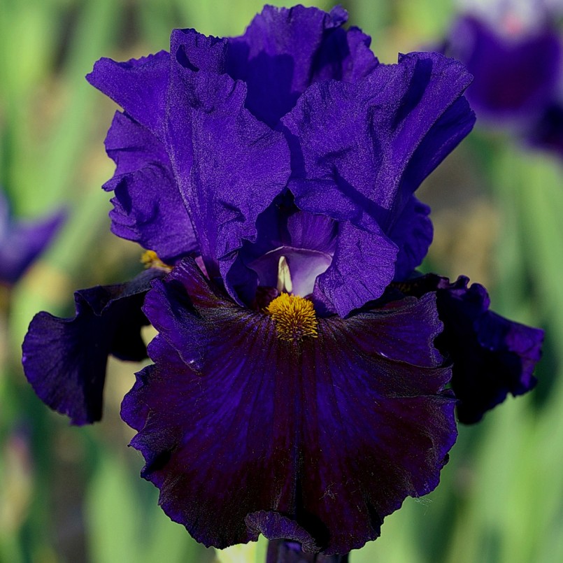 Iris germanica 'Belle Hortense'