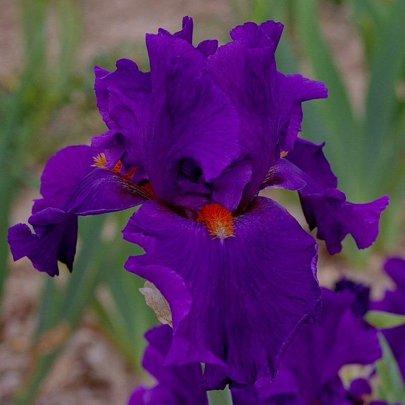 Iris germanica 'Fanchette'