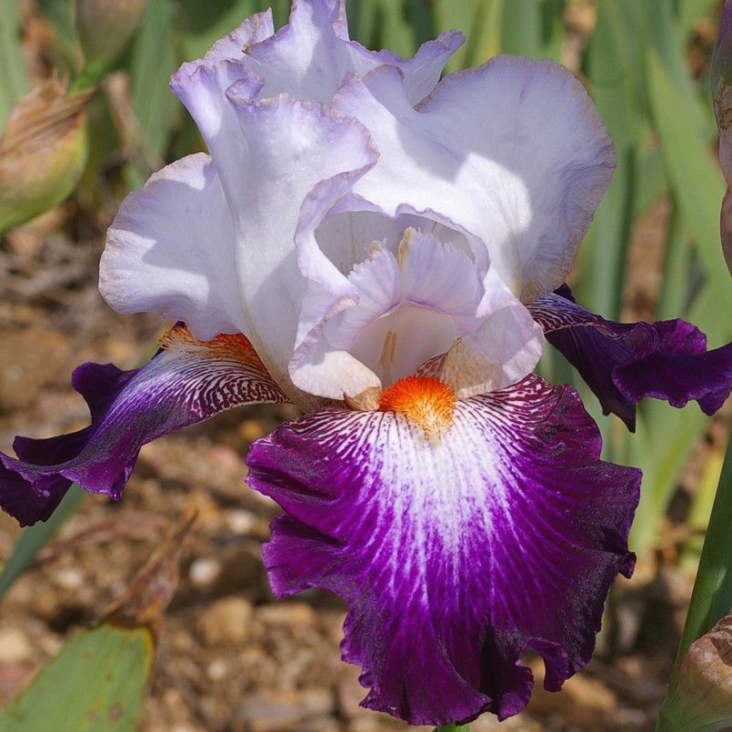 Iris germanica 'Impressions de Jouy'