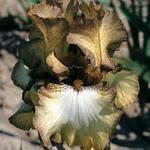 Iris germanica 'Patina'