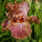 Iris germanica 'Cocktail'