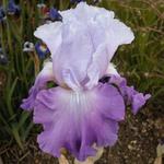 Iris germanica 'Cumulus'