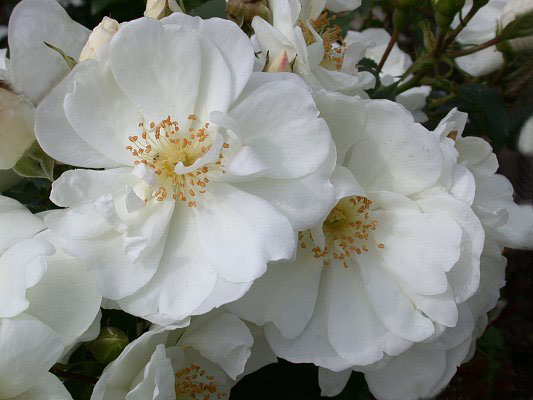 Rosier couvre sol 'Schneeflocke'