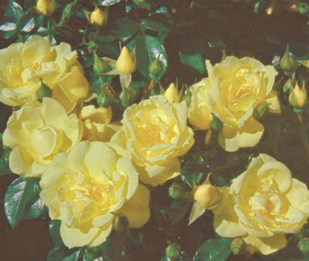 Rosier couvre sol 'Loredo'