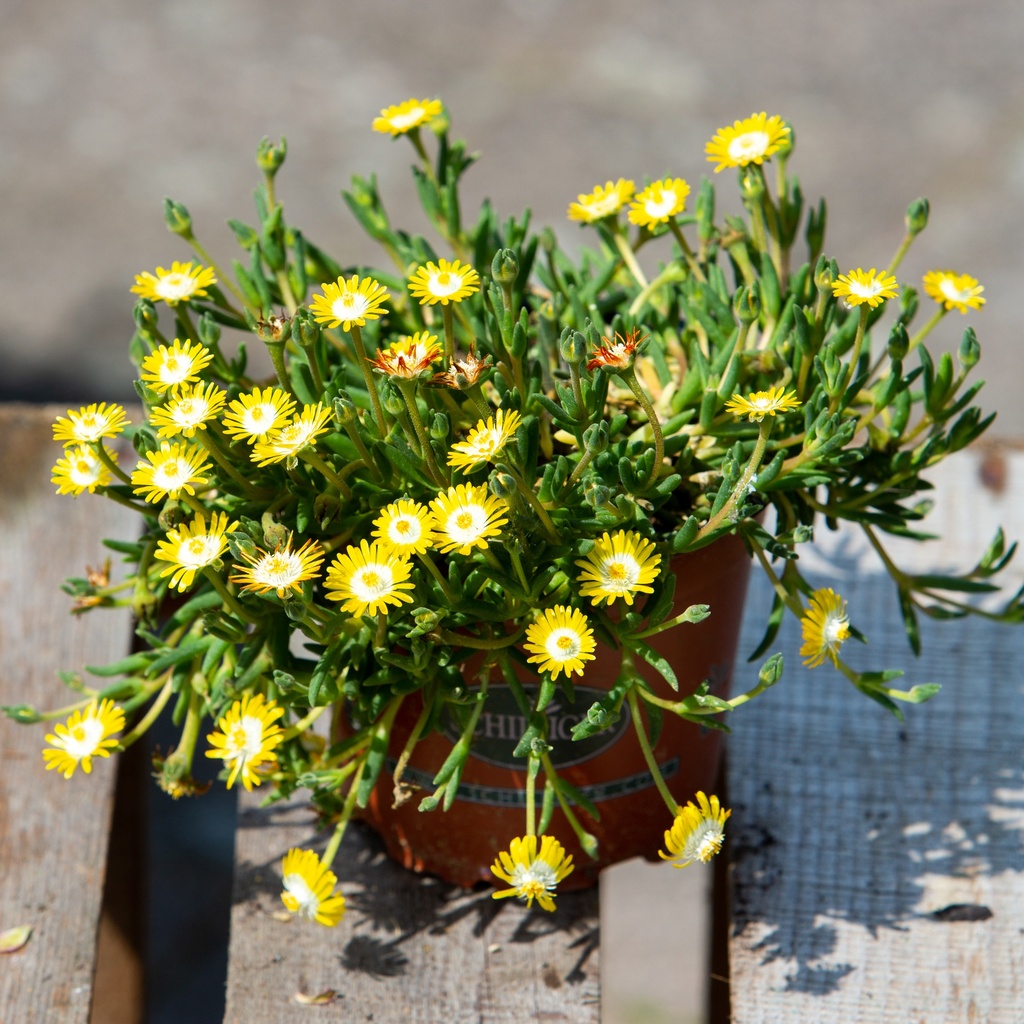 Delosperma 'Peridott'